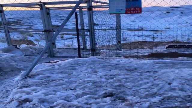 狼王被关入大牢,一层层铁丝网防止它逃跑,狼王半夜竟这样做