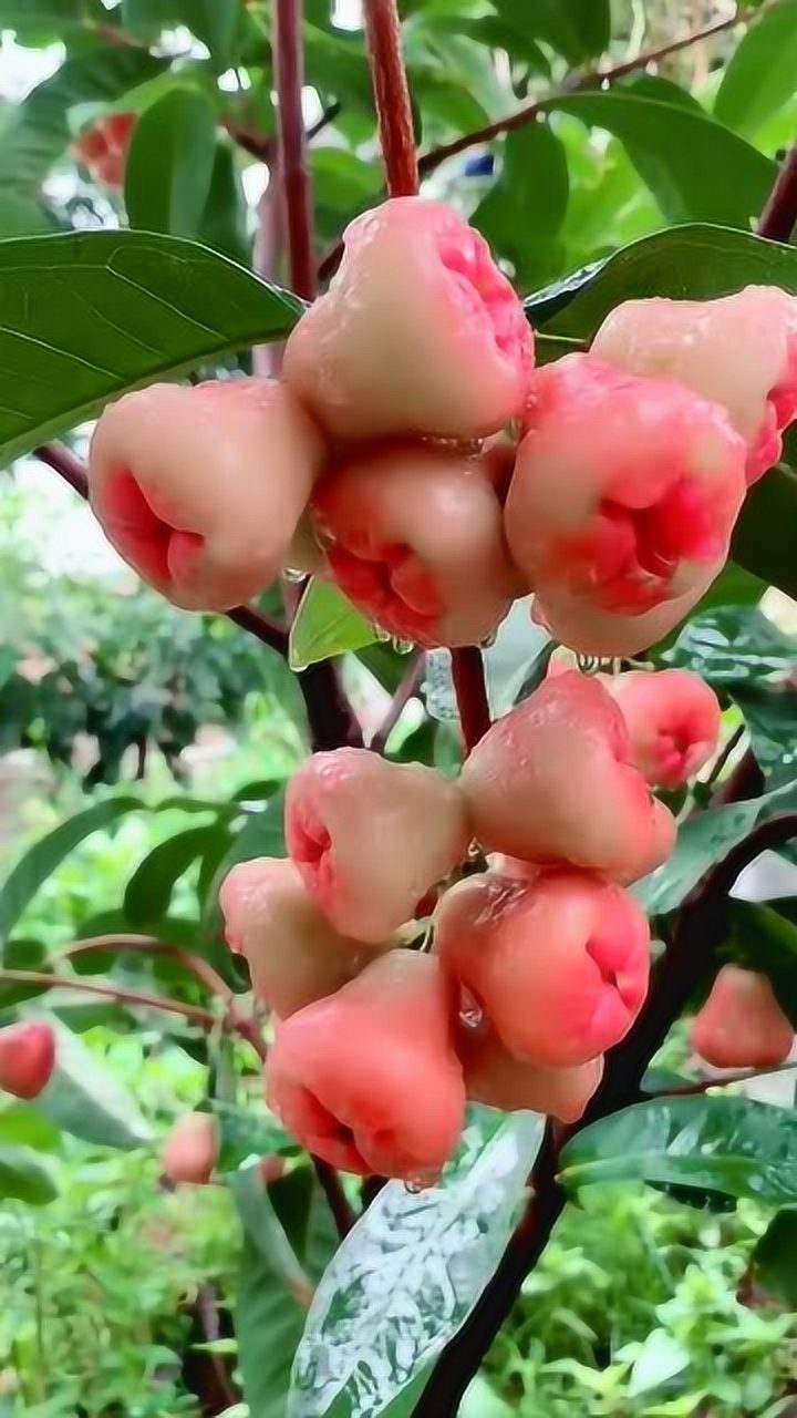 没见过的水果,厚肉风铃挂树间,凹型臀部蒂头尖心剔透