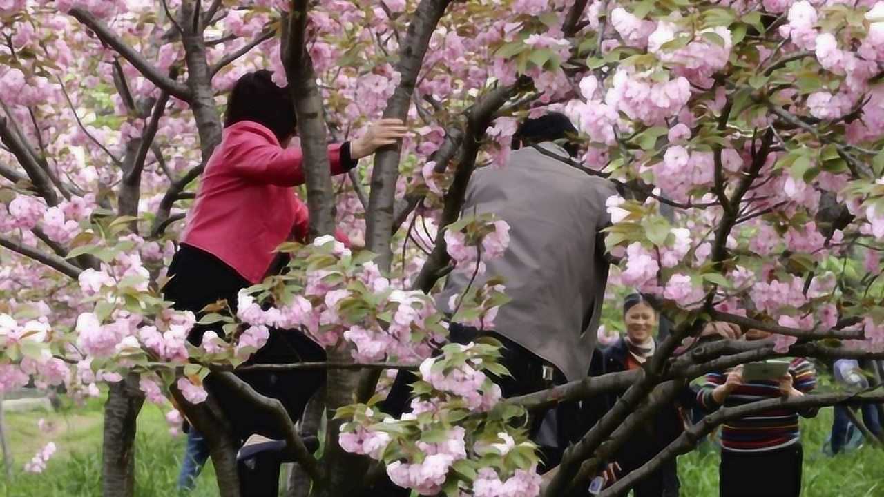 大妈在公园做壁纸图片