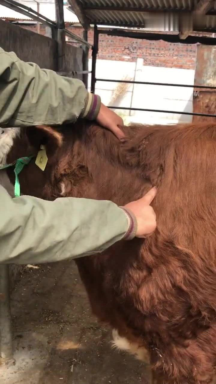 牛打针臀部位置图片