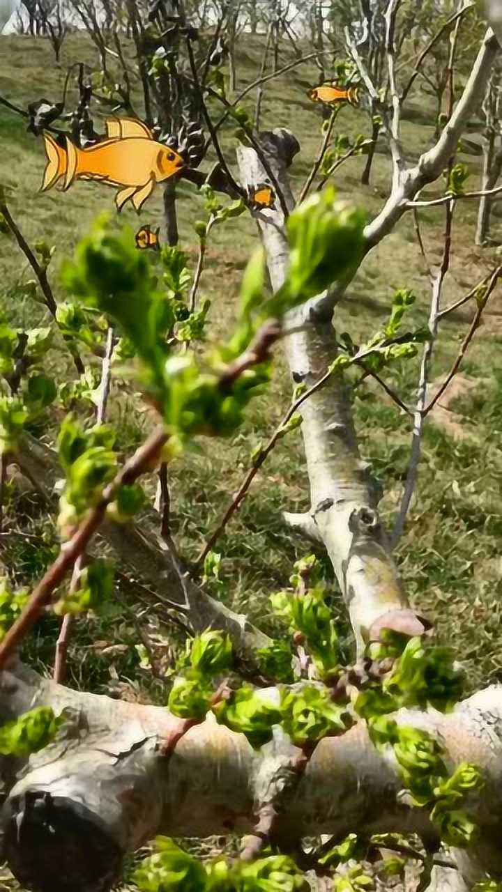 山楂树芽生机勃勃