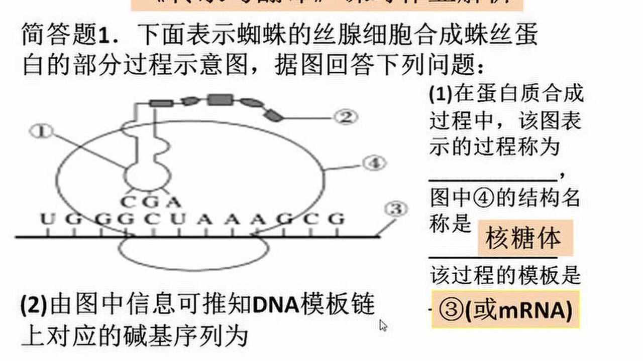 转录与翻译的作业讲解