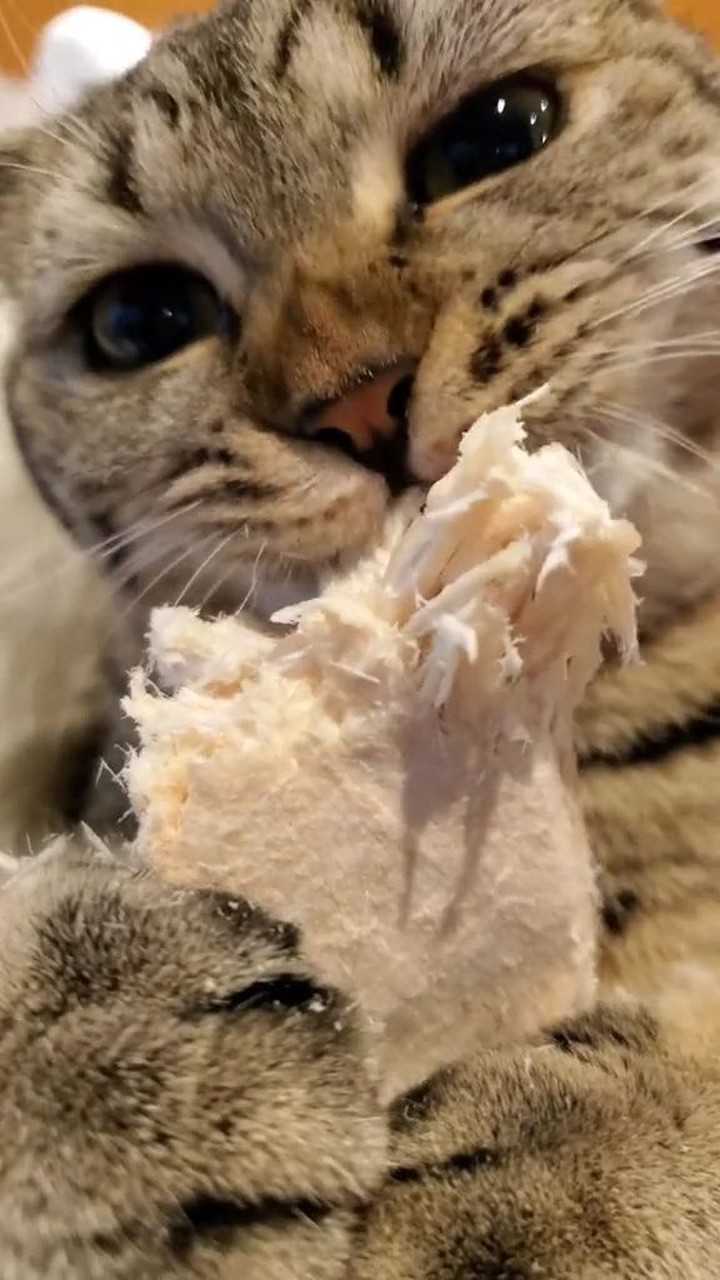 你见过猫吃东西这么香的嘛