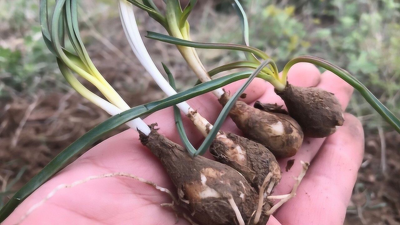 有慢性咽炎的烦恼野生的绵枣清热祛火对咽炎有帮助