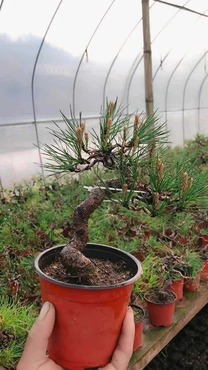 一批精品小黄山松全部爆芽啦我的辛苦没有白费