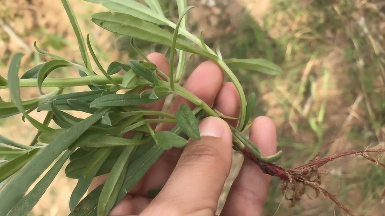 野生草药紫丹别名"地血",药用价值很高,看视频了解更多!