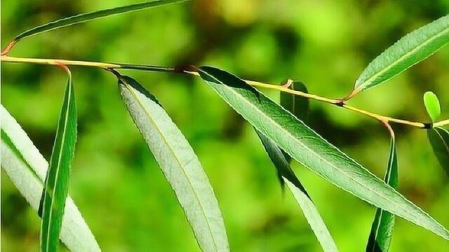 路边的柳树芽叶真是个宝,放在锅里煮一煮,值钱又实用,都学学吧