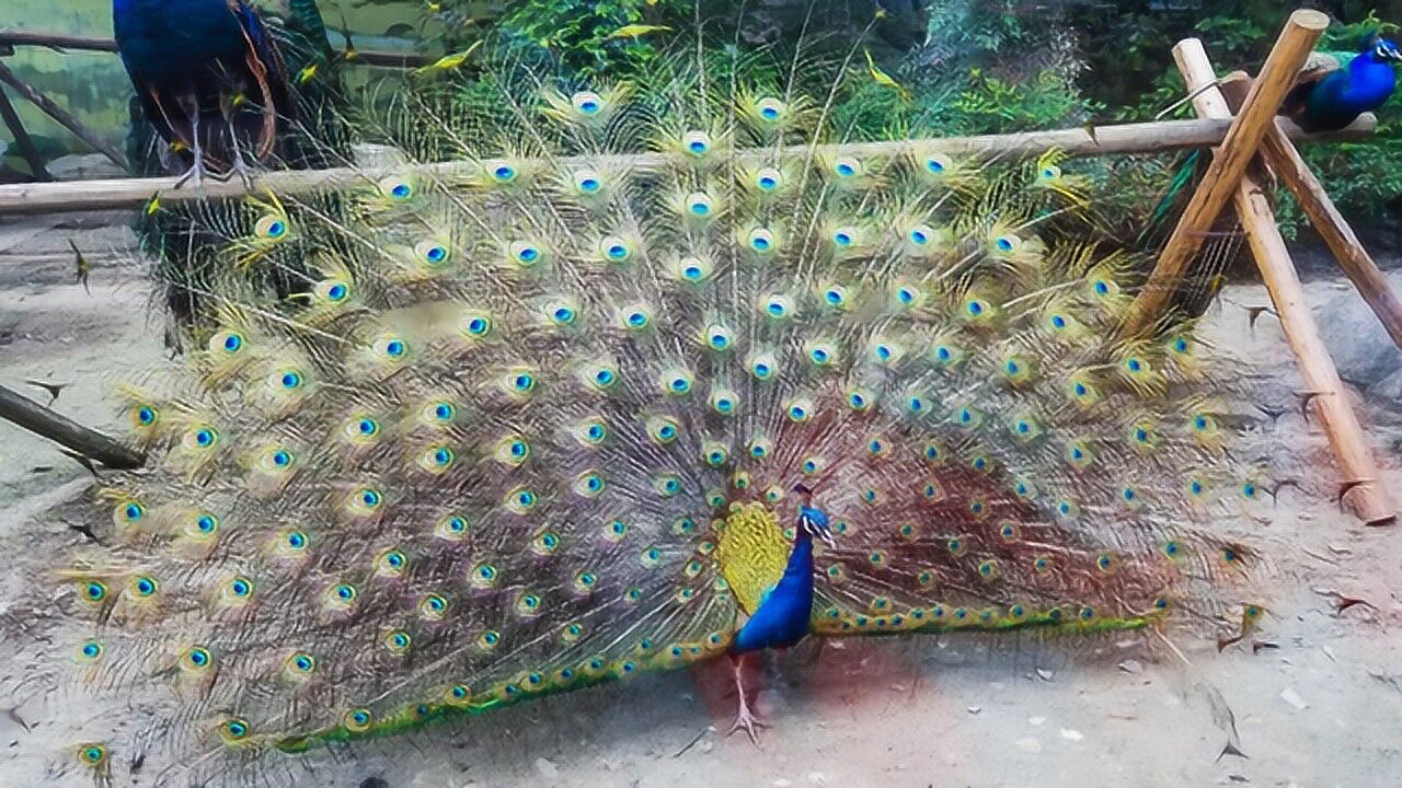 清明假期游成都动物园1,孔雀争相竞艳悉数开屏,真的漂亮极了