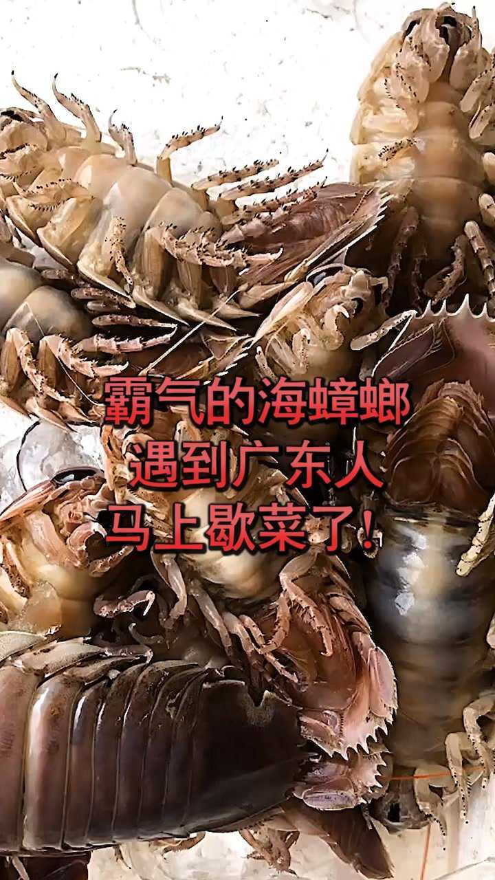 海蟑螂 药用价值图片