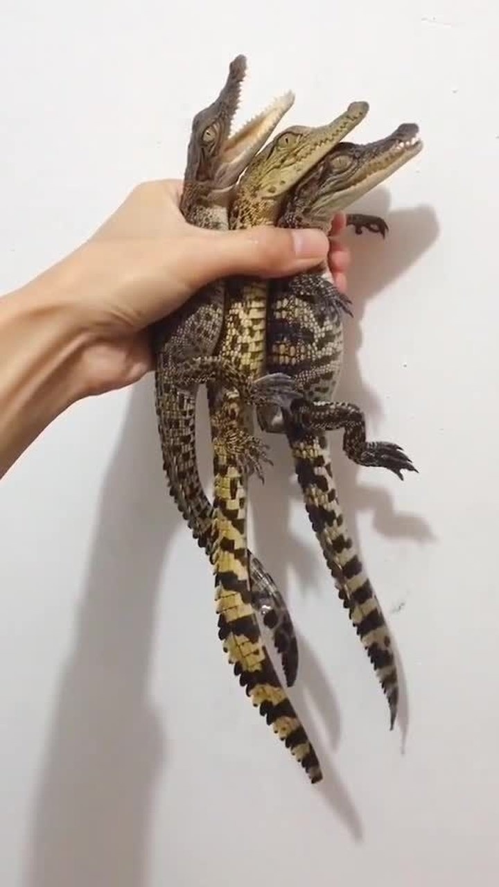 这三位分别是湾鳄尼罗鳄跟泰国鳄每一只都有自己的特点