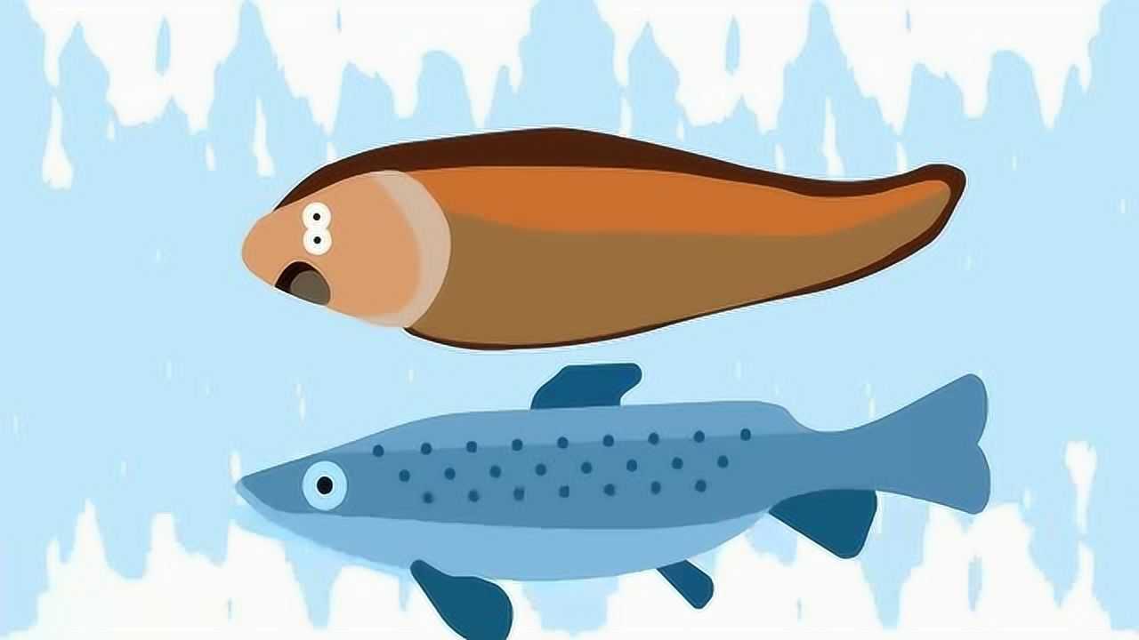 东盛澜:龙利鱼和巴沙鱼的区别_腾讯视频