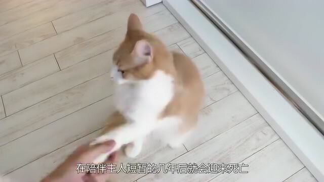 在农村,为啥死去的猫咪都找不到尸体?看完令人心疼