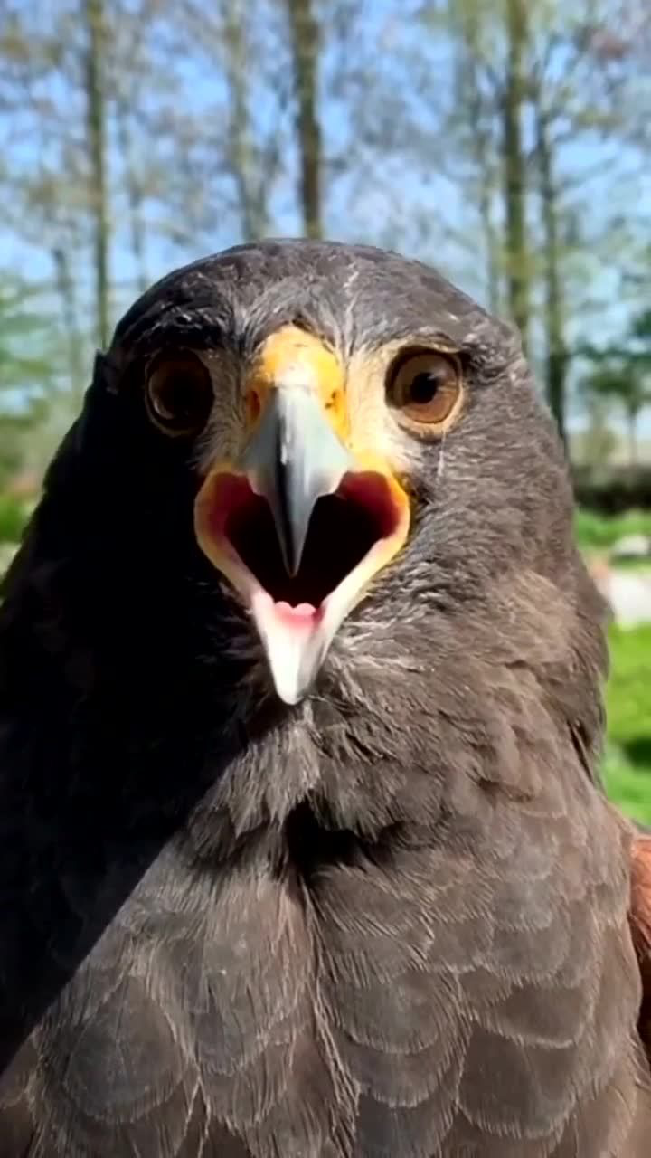 原来老鹰的叫声是这样的和想象中的不一样呢