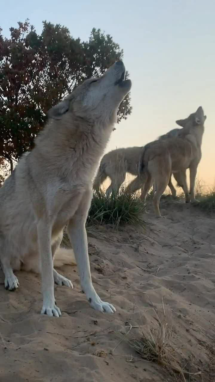 给你们看一下仰天长啸的狼这声音真够恐怖的