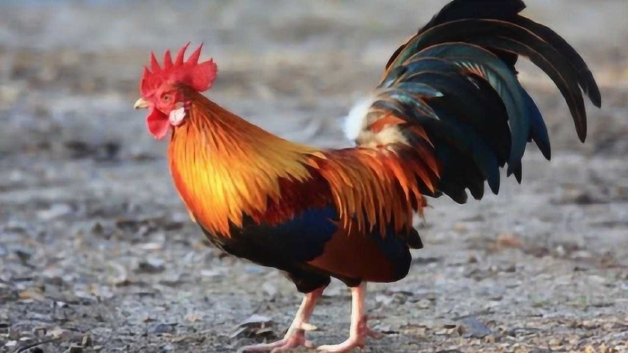 公鸡天一亮就准时打鸣它究竟靠啥判断时间的实情令人意外