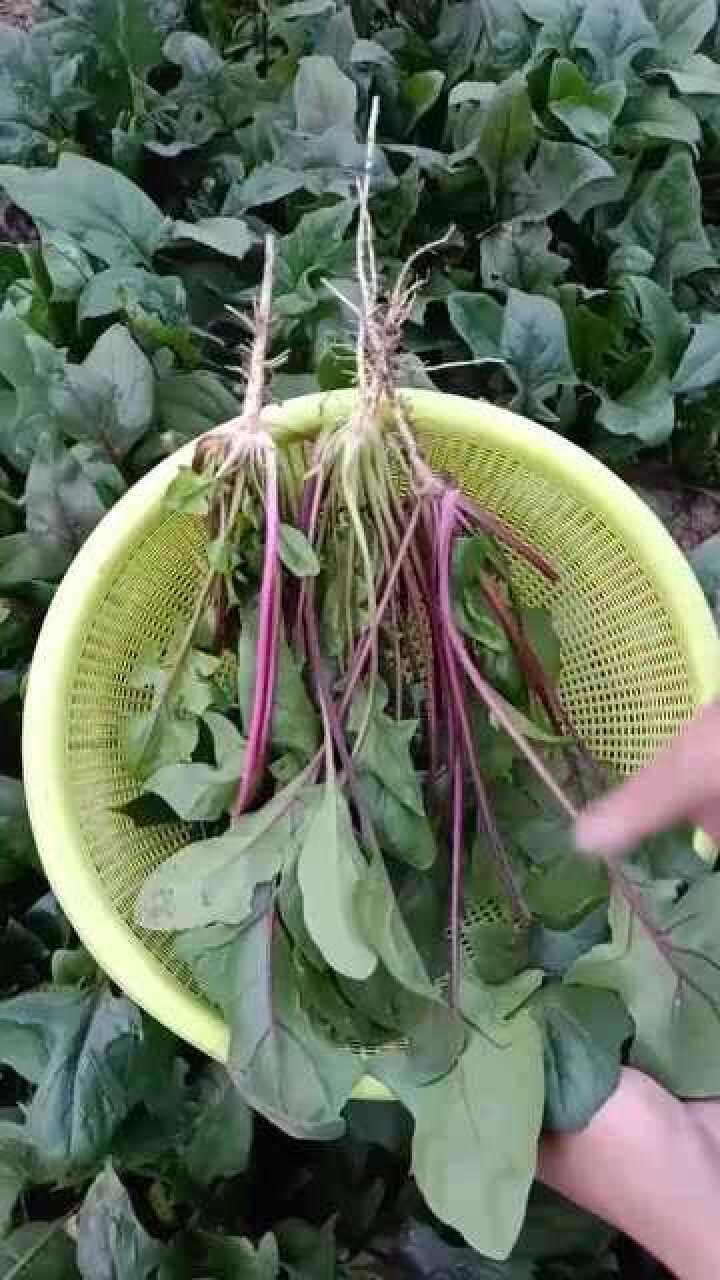 菜农紫菠菜特别耐寒还能提高免疫力秋冬季节种植最好