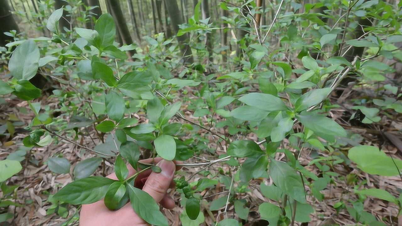 路边荆图片大全草药图片