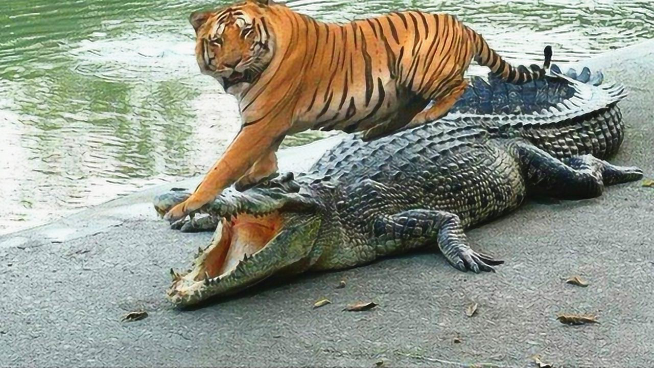 老虎喝水遇到鳄鱼袭击,老虎:你连我表弟美洲豹都打不过!