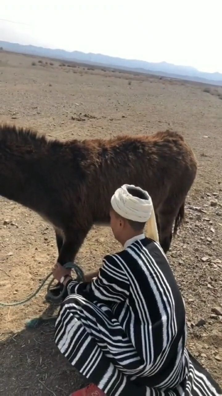 阿凡提的小毛驴真人版图片