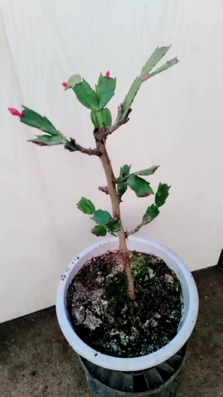 蟹爪兰嫁接玉树已经成活大家来看看长得漂亮不
