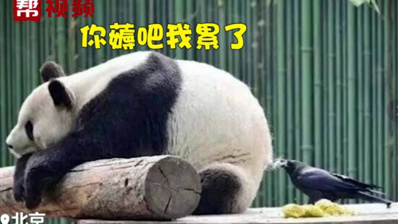 屁股有点凉！乌鸦薅熊猫毛絮窝，网友：这乌鸦窝有点高级_高清1080P在线观看平台_腾讯视频