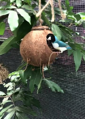 用椰子壳给小鸟做的窝,装修的真是太精致了