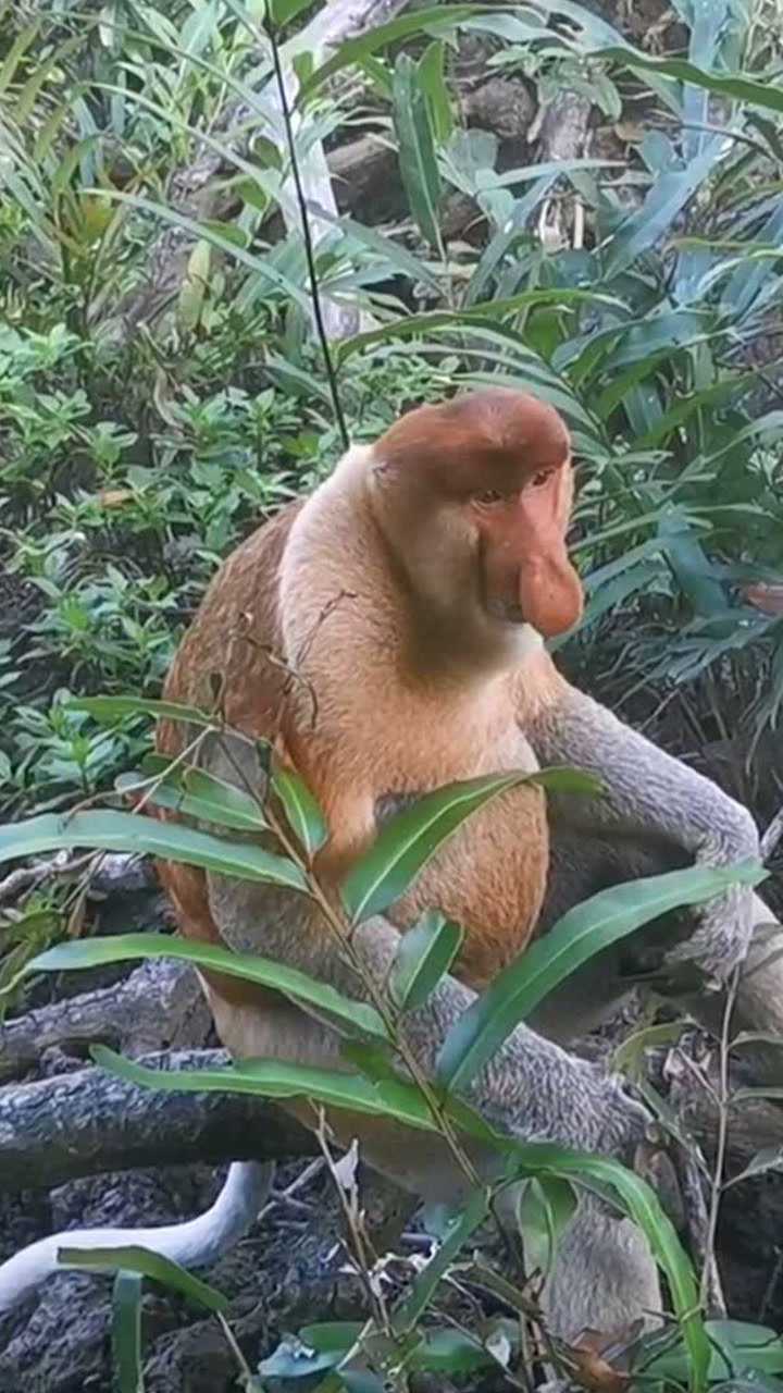 世界最丑猴之一长鼻猴雄性识别特征长鼻子啤酒肚白尾巴