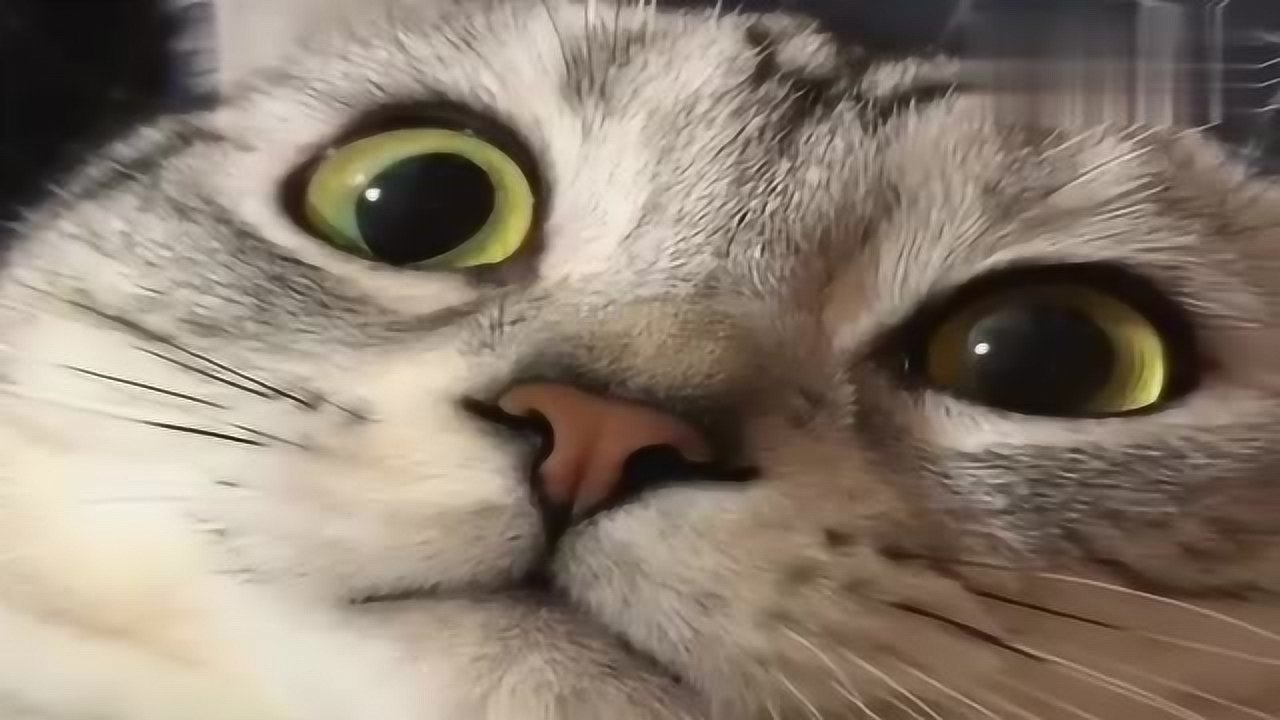 猫咪被小母猫亲了一口,开心的忍不住嘴角上扬,太逗了