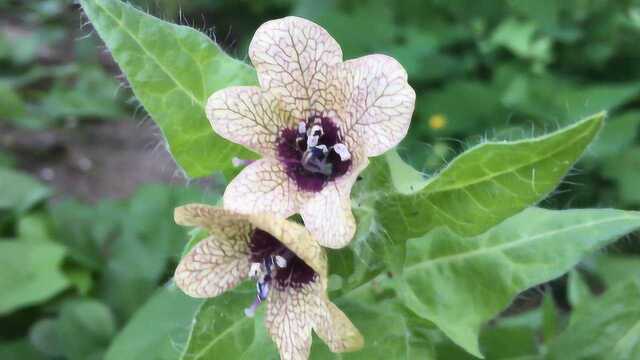 名字如天仙却有毒,天仙子全株都有毒,医生却用来治癫痫