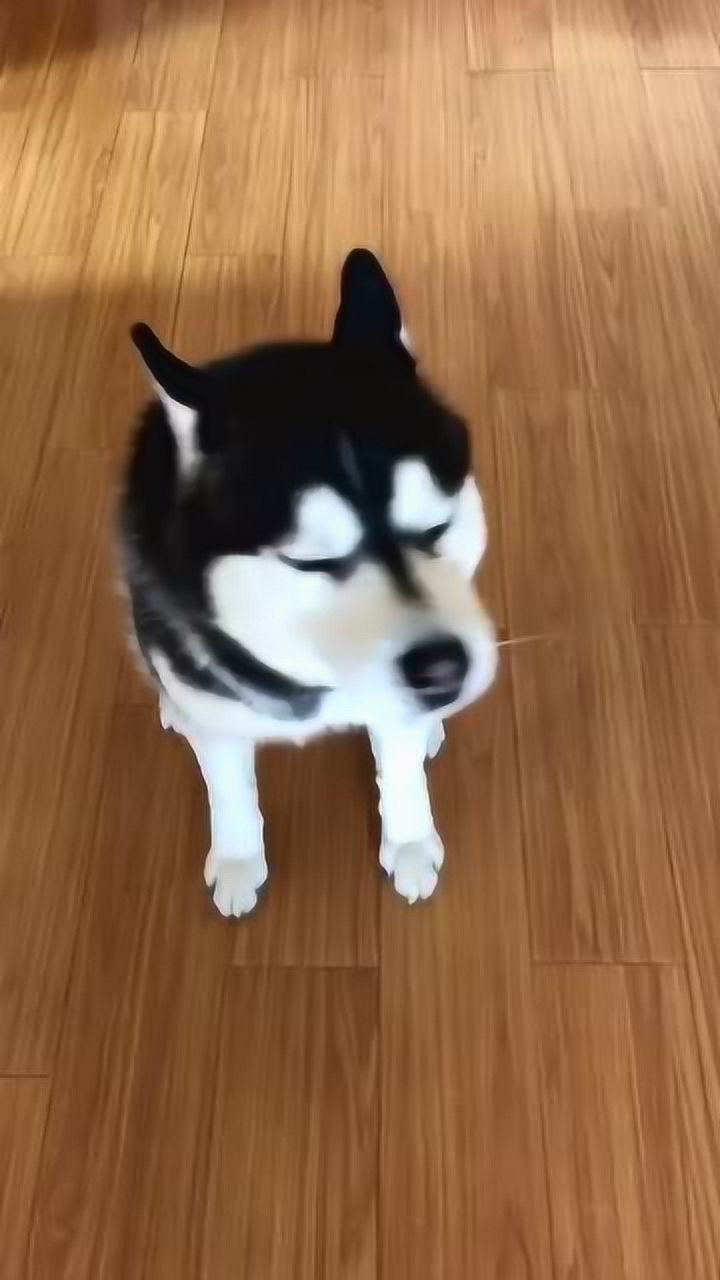 万能的调音师二哈唱歌被调音师改成歌不用说了狗子可以出道了