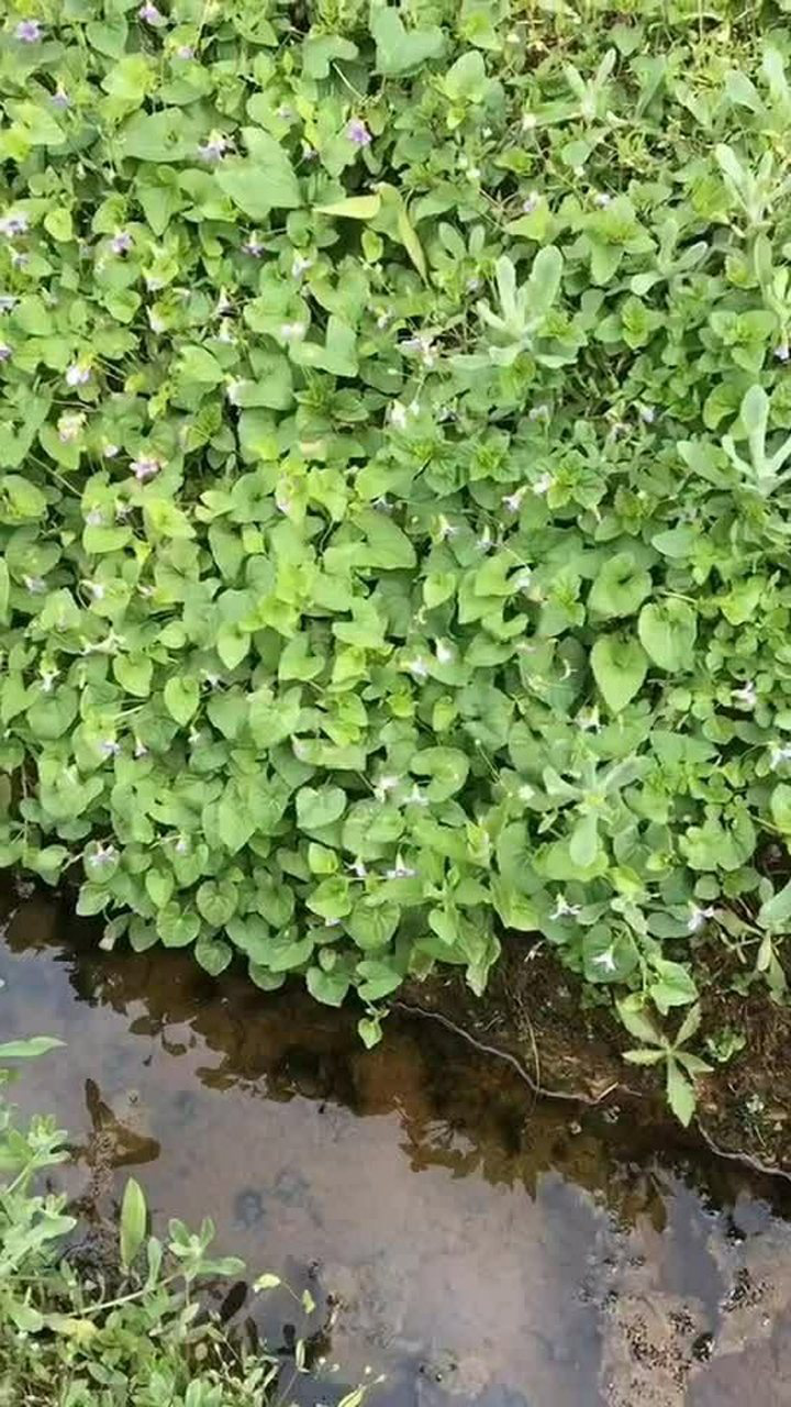 如意草,它具有清热解毒,散瘀止血之功效的