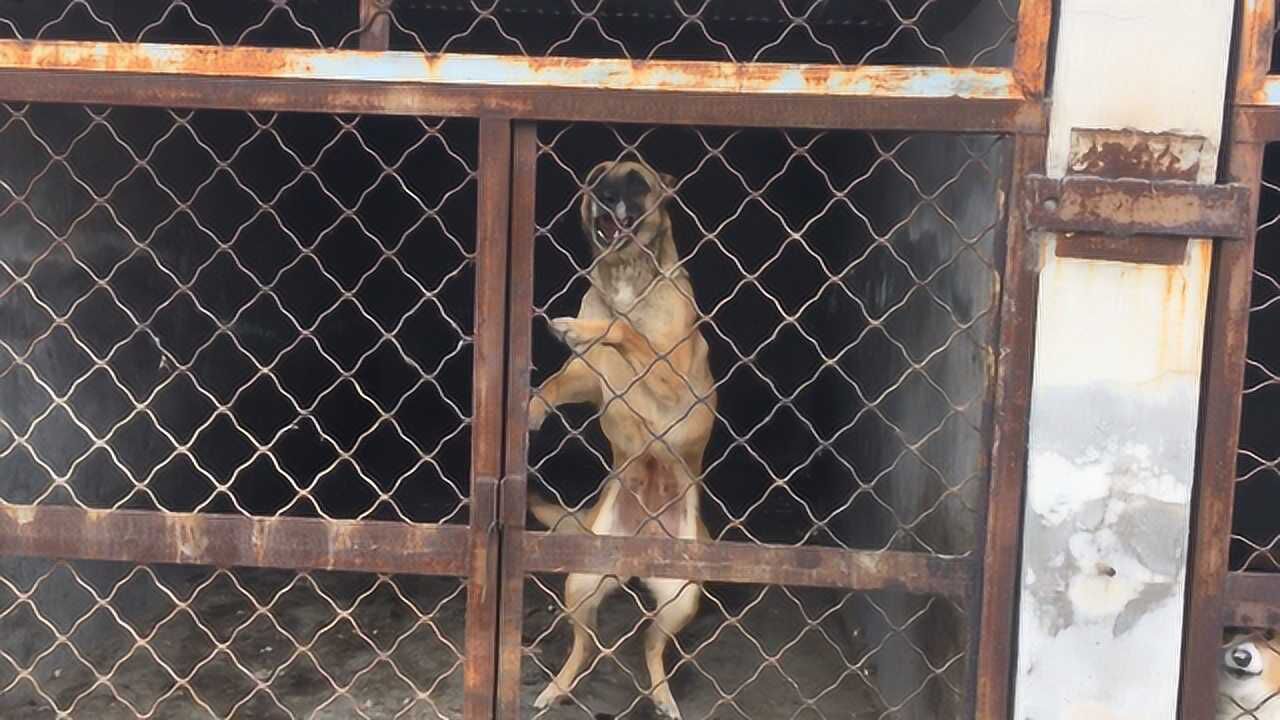 80后小伙4500买的老血马犬,不到2岁胡子全白了,难道是未老先衰