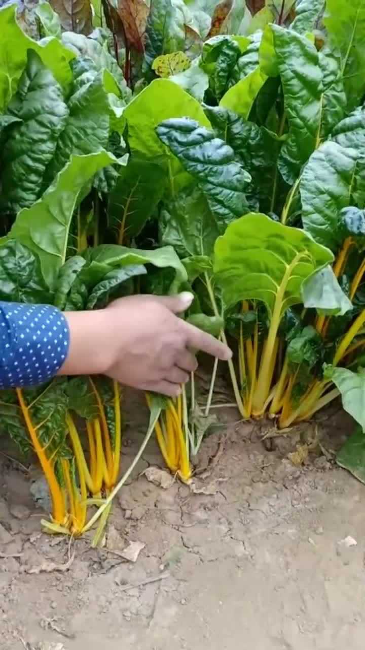 一种新款金叶甜菜,越掰叶子长得越快,产量越高