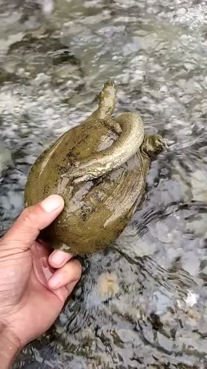 第一次见老鳖的头这么长!奇怪的知识增加了,有种想拿刀的冲动!