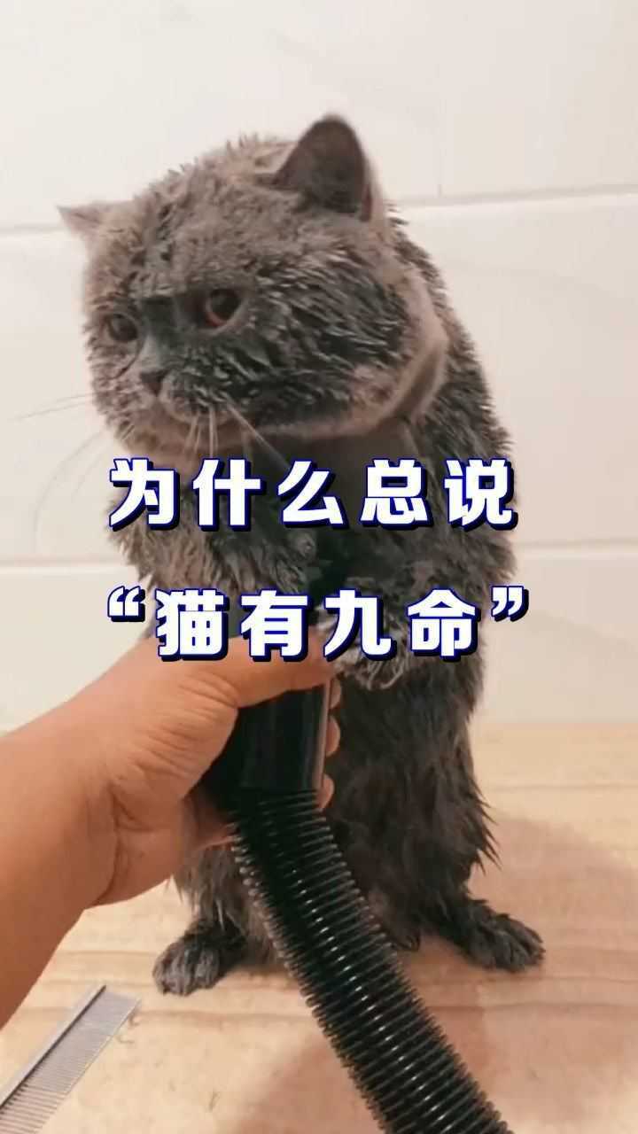 为什么总说猫有九命难道真有九条命看完你就懂了