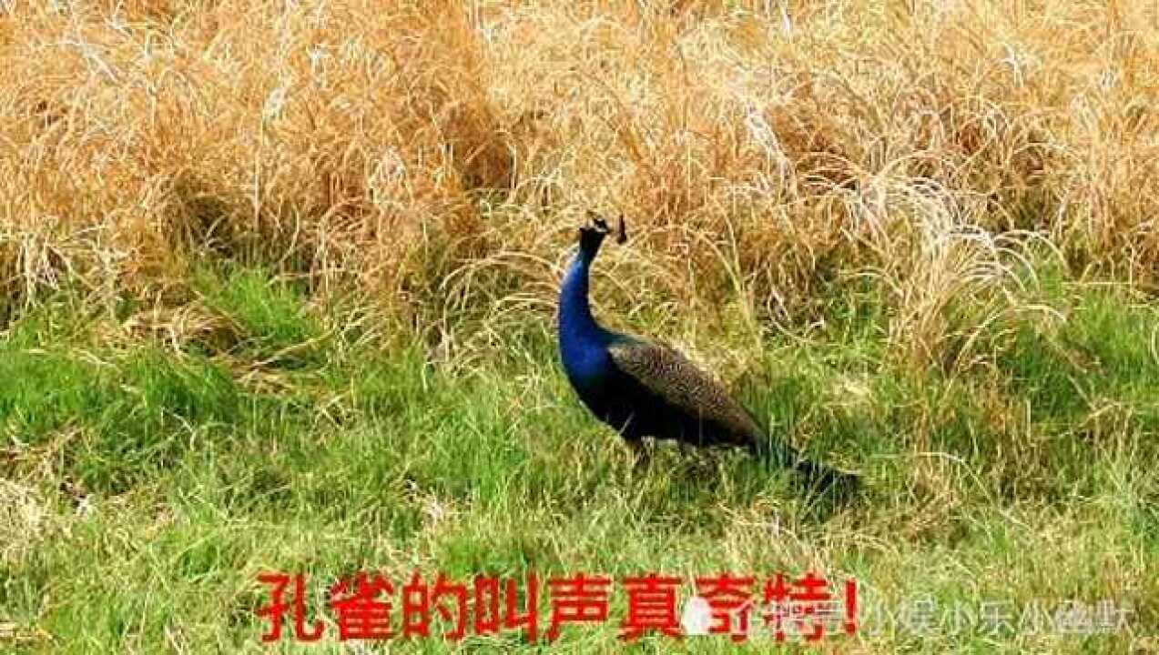 孔雀的叫声是这样的