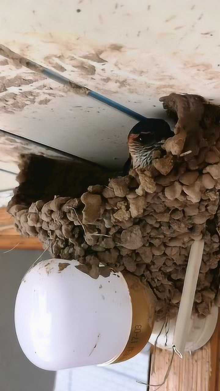 麻雀是真的会找地方筑窝,每年都会过来,估计把我家当成风水宝地了吧