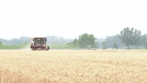 中国夏粮再获丰收，预计小麦1400亿斤、稻谷200亿斤