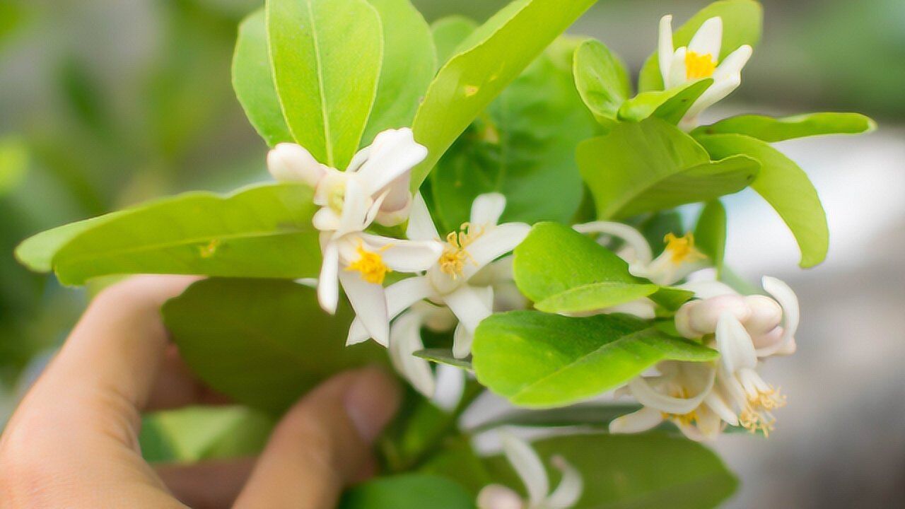 盆栽柠檬树,别只顾着补氮磷钾,喷点它,更利于开花结果