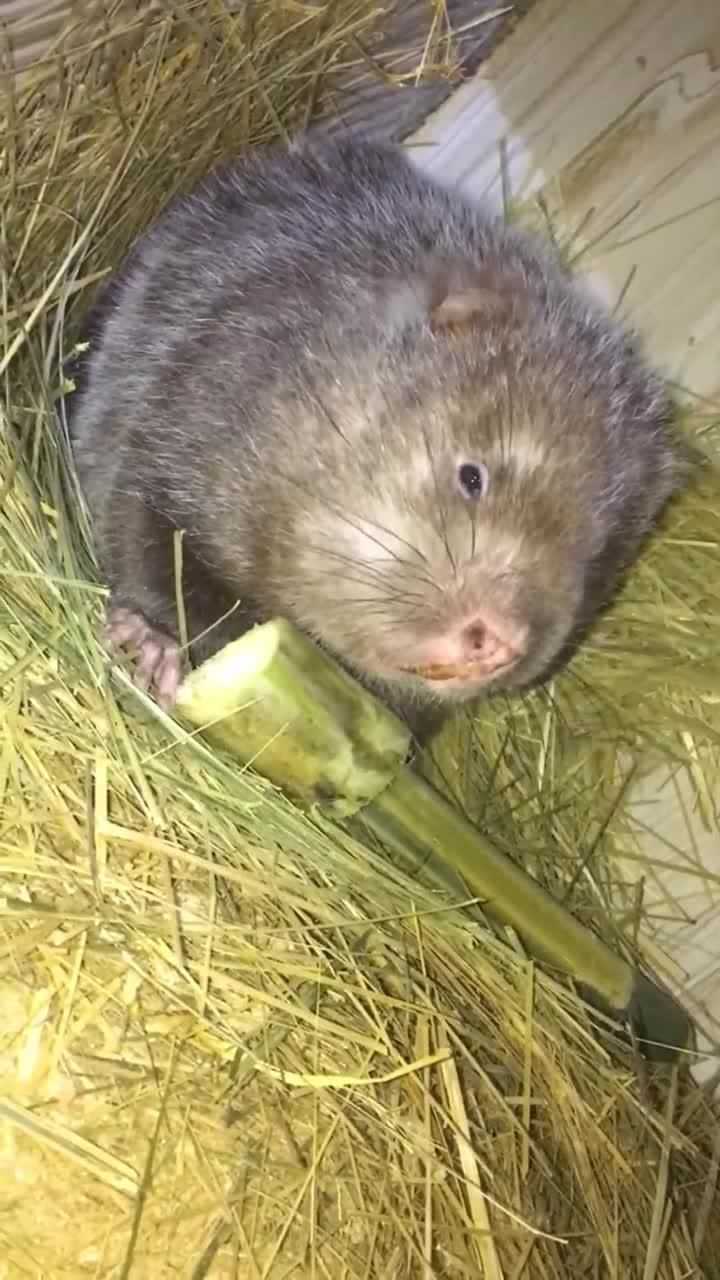 快看竹鼠的卡姿兰大眼睛,可爱死了有没有,看呆啦