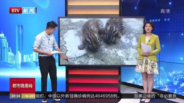 广西北海:短吻灰海豚搁浅,众人合力放归大海