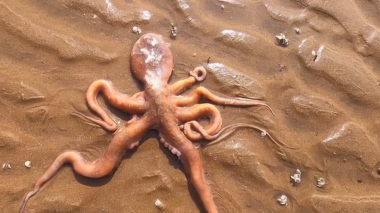 海边的礁石下八爪鱼隐蔽的藏在沙里大洋赶海一把将其拽出