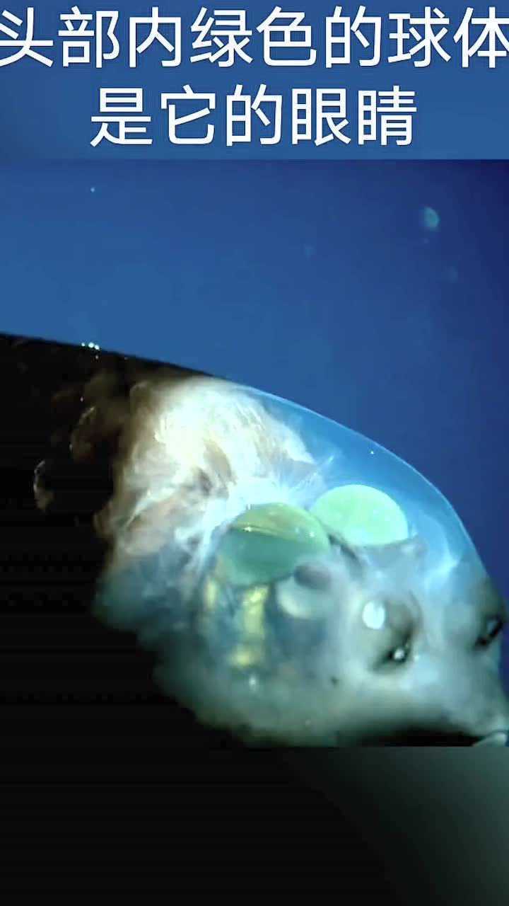 头部可以发光的鱼