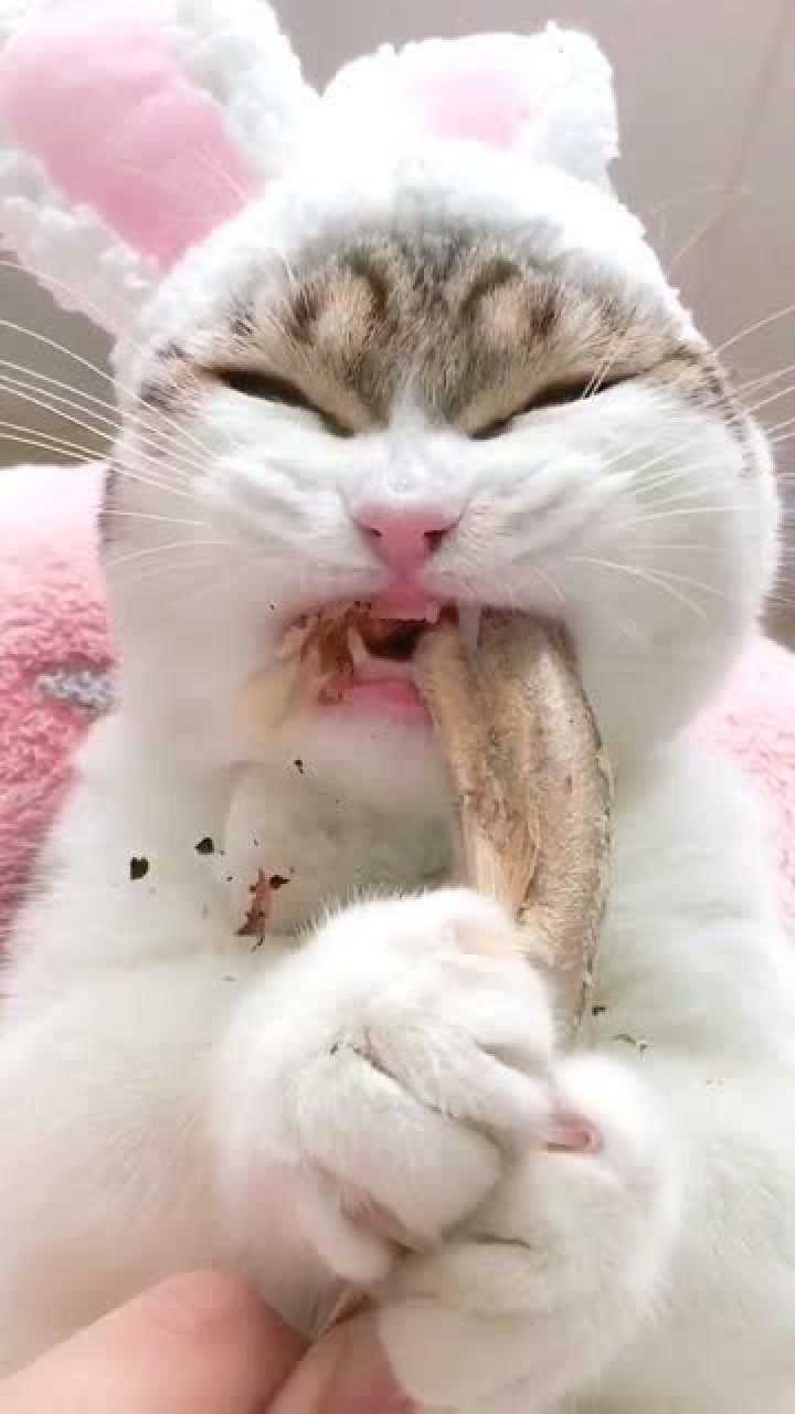 母猫用小猫换了一条鱼干居然还吃的这么香你这只馋嘴猫