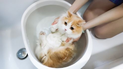 别的小猫咪都只洗爪爪，凭什么我洗澡啊？？？