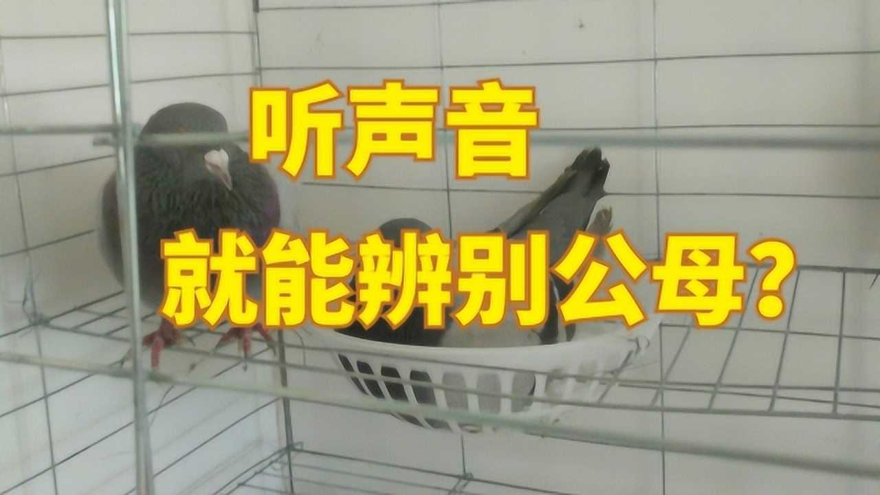 鸽子的叫声咕咕咕图片