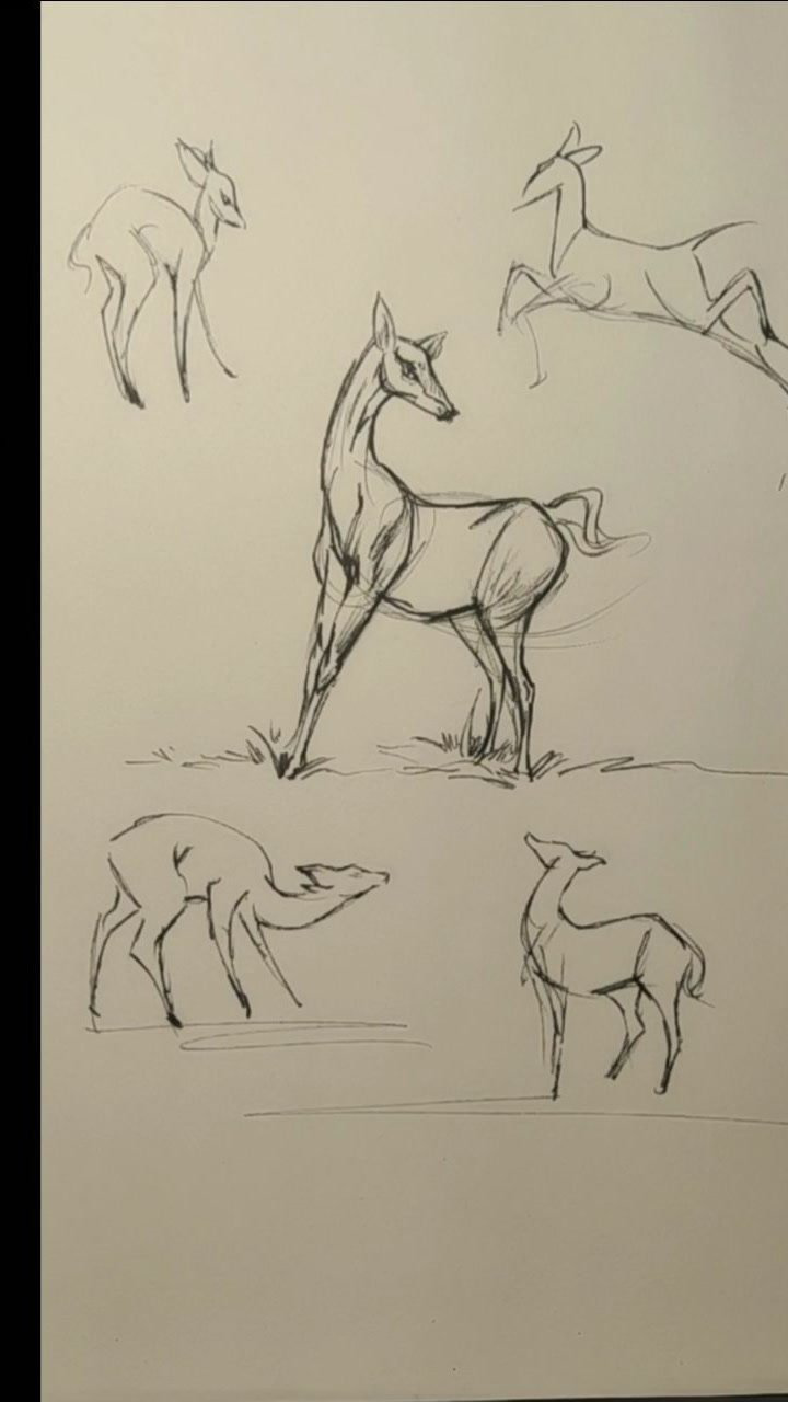 鹿腿画法图片