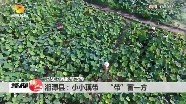 湘潭县:小小藕带 “带”富一方