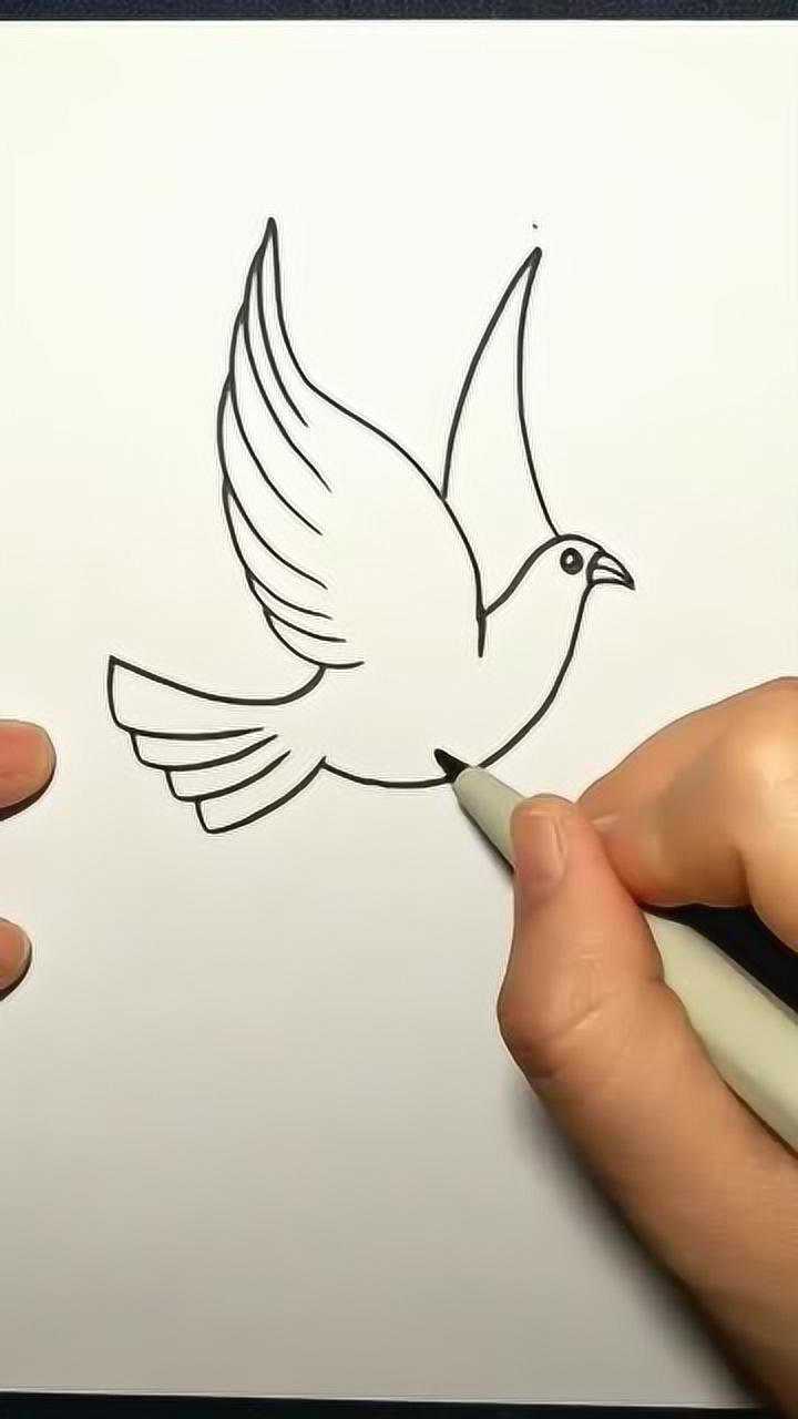 飞的鸽子怎么画简笔图片