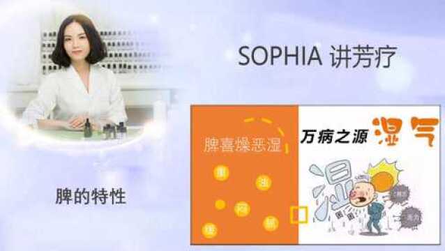 「芳灸儿」导师 SOPHIA讲芳疗14:脾的特性